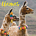 2024 Willow Creek Press Animals Monthly Wall Calendar, 12" x 12", Llamas, January To December