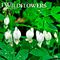 2025 BrownTrout Wildflowers Monthly Plastic-Free Square Wall Calendar, 12" x 12", Home and Garden, January to December 2025, 9781975475949 1 thumbnail image