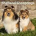 2024 BrownTrout Monthly Square Wall Calendar, 12" x 12", Shetland Sheepdogs, January to December