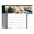 Blueline® Furry Collection Monthly Desk Pad Calendar, 22" x 17", Different Cat Images each month, January to December 2020