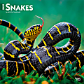 2025 BrownTrout Snakes Monthly Plastic-Free Square Wall Calendar, 12" x 12", Wildlife, January to December 2025, 9781975476366 1 thumbnail image