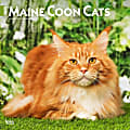 2025 BrownTrout Maine Coon Cats Monthly Plastic-Free Square Wall Calendar, 12" x 12", Cats, January to December 2025, 9781975477387 1 thumbnail image