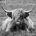 2026 Willow Creek Press Animals Monthly Wall Calendar, 12" x 12", Highland Cows B&W, January To December, 55847 1 thumbnail image