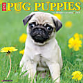 Willow Creek Press Animals Monthly Wall Calendar, Pug Puppies, 12" x 12", January To December 2021