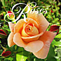 2024 BrownTrout Monthly Square Wall Calendar, 12" x 12", Roses, January to December 1 thumbnail image