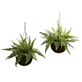 Nearly Natural Leather Fern 13”H Artificial Plants With Mossy Hanging Baskets, 13”H x 18”W x 18”D, Green, Set Of 2