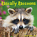 2026 Willow Creek Press Humor & Comics Monthly Wall Calendar, 12" x 12", Rascally Raccoons, January To December, 52570 1 thumbnail image