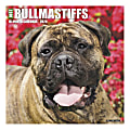 Willow Creek Press Animals Monthly Wall Calendar, 12" x 12", Bullmastiffs, January To December 2020 1 thumbnail image
