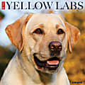 2026 Willow Creek Press Animals Monthly Wall Calendar, 12" x 12", Yellow Labs, January To December, 53355 1 thumbnail image