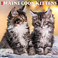 2024 Willow Creek Press Animals Monthly Wall Calendar, 12" x 12", Just Maine Coon Kittens, January To December
