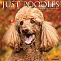 2024 Willow Creek Press Animals Monthly Wall Calendar, 12" x 12", Just Poodles, January To December