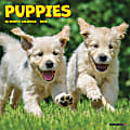 2026 Willow Creek Press Monthly Mini Wall Calendar, 7" x 7", Puppies, January To December, 53737 1 thumbnail image