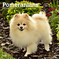 2024 BrownTrout Monthly Square Wall Calendar, 12" x 12", Pomeranians, January to December