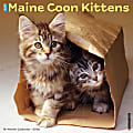 2026 Willow Creek Press Animals Monthly Wall Calendar, 12" x 12", Maine Coon Kittens, January To December, 51856 1 thumbnail image