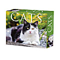 2025 Willow Creek Press Daily Desk Box Calendar, Animals, 5-1/2” x 6-1/4", Cats and Kittens, January To December, 40720 1 thumbnail image