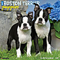 2025 Willow Creek Press Wall Calendar, 12” x 12”, Boston Terrier Puppies, January 2025 To December 2025, 41918