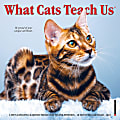 Willow Creek Press Monthly Mini Wall Calendar, 7" x 7", What Cats Teach Us, January To December 2022 1 thumbnail image