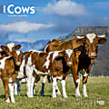 2024 BrownTrout Monthly Square Wall Calendar, 12" x 12", Cows, January to December