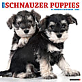 2025 Willow Creek Press Wall Calendar, 12” x 12”, Schnauzer Puppies, January 2025 To December 2025, 44759 1 thumbnail image