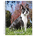2023-2024 BrownTrout 16-Month Weekly/Monthly Engagement Planner, 7-3/4" x 7-3/16", Boston Terriers, September To December