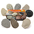 Yellow Door Let's Investigate Stones, Fossil, Pack Of 8 Stones 1 thumbnail image