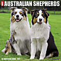 Willow Creek Press Animals Monthly Wall Calendar, Australian Shepherds, 12" x 12", January To December 2021