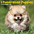 2025 Willow Creek Press Wall Calendar, 12” x 12”, Pomeranian Puppies, January 2025 To December 2025, 44490 1 thumbnail image
