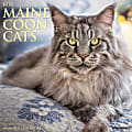 Willow Creek Press Animals Monthly Wall Calendar, 12" x 12", Just Maine Coon Cats, January to December 2022, 18774 1 thumbnail image