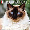 Willow Creek Press Animals Monthly Wall Calendar, 12" x 12", Just Himalayan Cats, January to December 2022, 18309