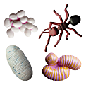 Insect Lore 4-Piece Ant Life Cycle Stages Figure Set, Brown, Pre-K to 5th Grade 1 thumbnail image