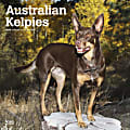 2024 BrownTrout Monthly Square Wall Calendar, 12" x 12", Australian Kelpies, January to December
