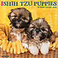 2026 Willow Creek Press Animals Monthly Wall Calendar, 12" x 12", Shih Tzu Puppies, January To December, 52778 1 thumbnail image