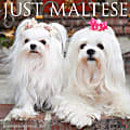 2024 Willow Creek Press Animals Monthly Wall Calendar, 12" x 12", Just Maltese, January To December