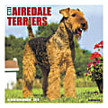 Willow Creek Press Animals Monthly Wall Calendar, 12" x 12", Airedale Terriers, January To December 2020
