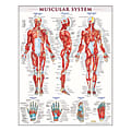 QuickStudy Human Anatomical Poster, English, Muscular System, 28" x 22"