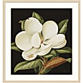Amanti Art Magnolia Grandiflora 2003 by Jenny Barron Wood Framed Wall Art Print, 31”W x 33”H, Natural