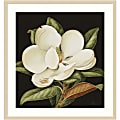 Amanti Art Magnolia Grandiflora 2003 by Jenny Barron Wood Framed Wall Art Print, 31”W x 33”H, Natural 1 thumbnail image