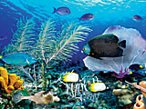 Biggies Landscape/Seascape Mural, 48" x 36", Unframed, Ocean Reef 1 thumbnail image