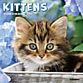 2026 Willow Creek Press Monthly Mini Wall Calendar, 7" x 7", Kittens, January To December, 53638 1 thumbnail image