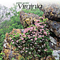2024 BrownTrout Monthly Square Wall Calendar, 12" x 12", Virginia Wild & Scenic, January to December
