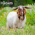 2024 BrownTrout Monthly Square Wall Calendar, 12" x 12", Goats, January to December