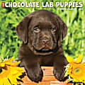 2024 Willow Creek Press Animals Monthly Wall Calendar, 12" x 12", Just Chocolate Lab Puppies, January To December