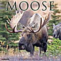 2026 Willow Creek Press Animals Monthly Wall Calendar, 12" x 12", Moose, January To December, 52020 1 thumbnail image