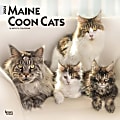 2024 BrownTrout Monthly Square Wall Calendar, 12" x 12", Maine Coon Cats, January to December