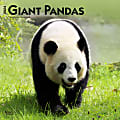 2024 BrownTrout Monthly Square Wall Calendar, 12" x 12", Giant Pandas, January to December