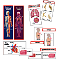 Creative Teaching Press® Mini Bulletin Board Set, Human Body, Grades 3-7