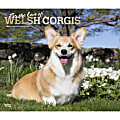 2024 BrownTrout Monthly Deluxe Wall Calendar, 14" x 12", For the Love of Welsh Corgis, January to December