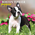 Willow Creek Press Animals Monthly Wall Calendar, 12" x 12", Just Boston Terrier Puppies, January to December 2022, 17074 1 thumbnail image