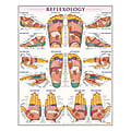 QuickStudy Human Anatomical Poster, English, Reflexology, 28" x 22" 1 thumbnail image