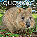 2026 Willow Creek Press Animals Monthly Wall Calendar, 12" x 12", Quokkas, January To December, 52532 1 thumbnail image